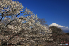 白い梅と白い富士
