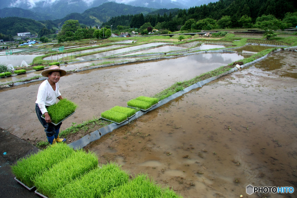 田植えの頃  (543T)