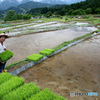 田植えの頃  (543T)