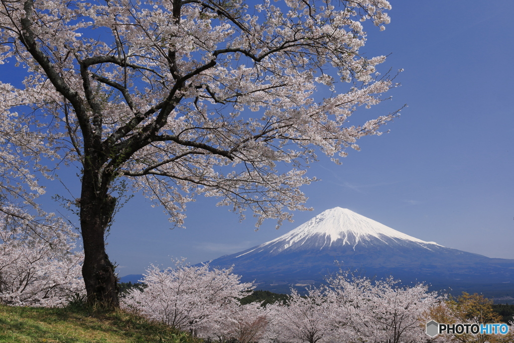 里山の春