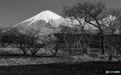 里の春