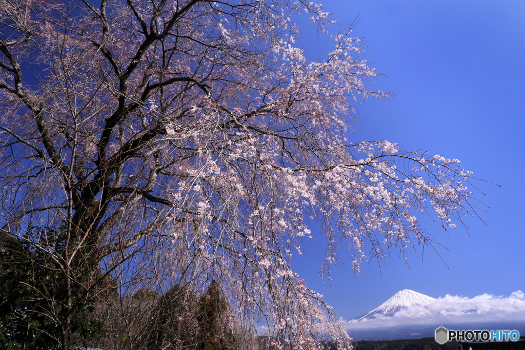 しだれ桜と富士