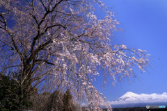 しだれ桜と富士