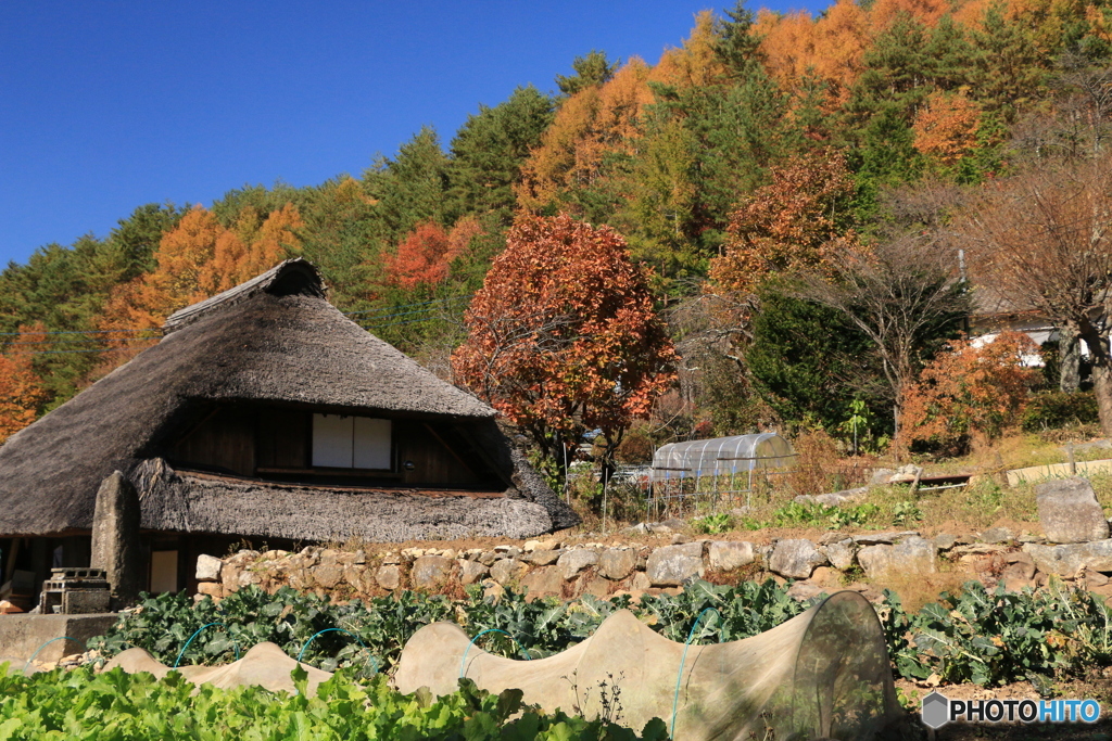 山里の秋 (165Ｔ)