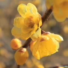 蝋梅咲く頃