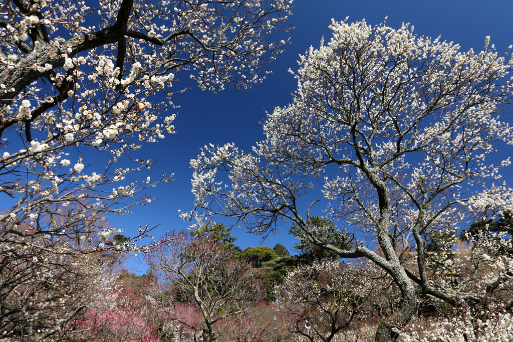 梅の咲く頃