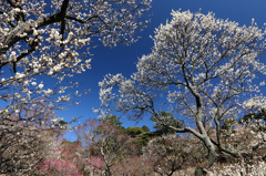 梅の咲く頃