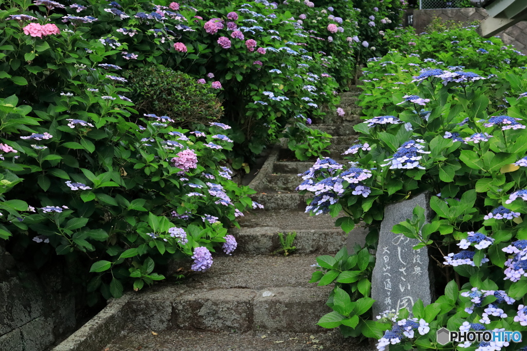 紫陽花の小径 (712T)