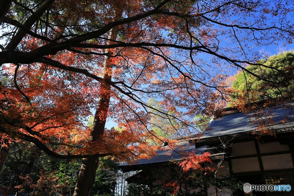 境内の紅葉