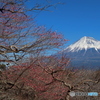 紅梅と富士 (757T)