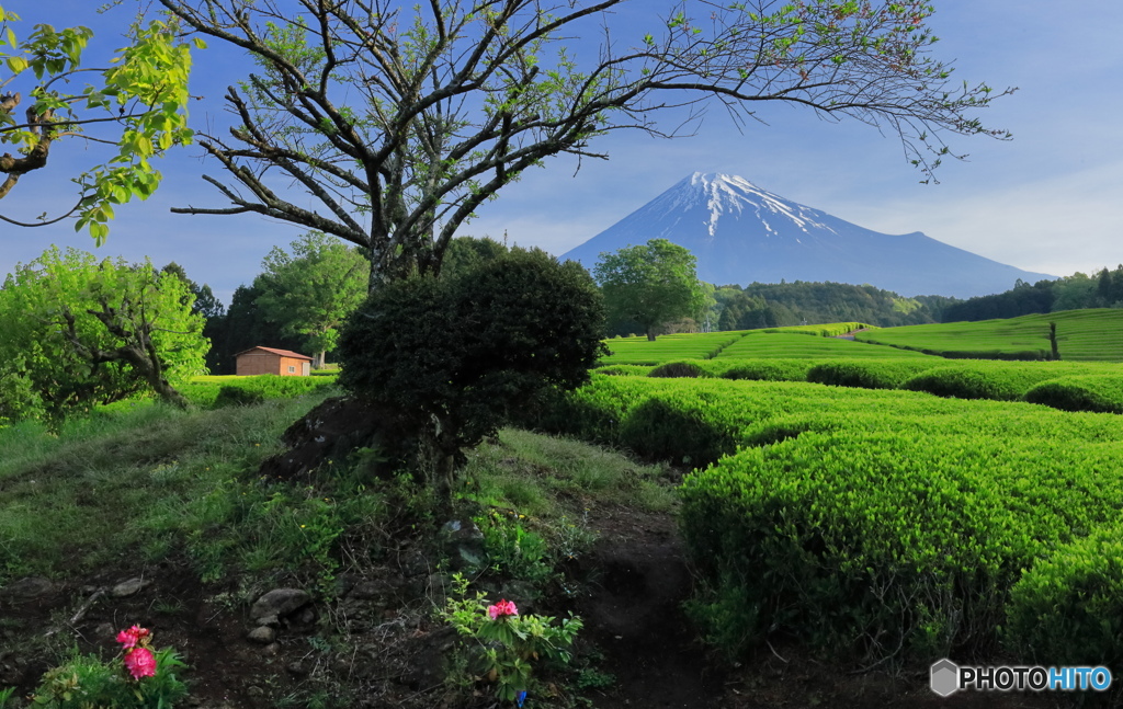 富士とお茶畑