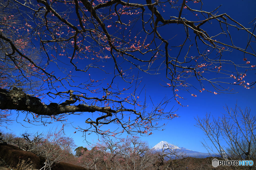 富士と紅梅
