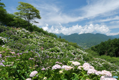 アジサイ咲く丘