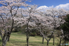桜と富士