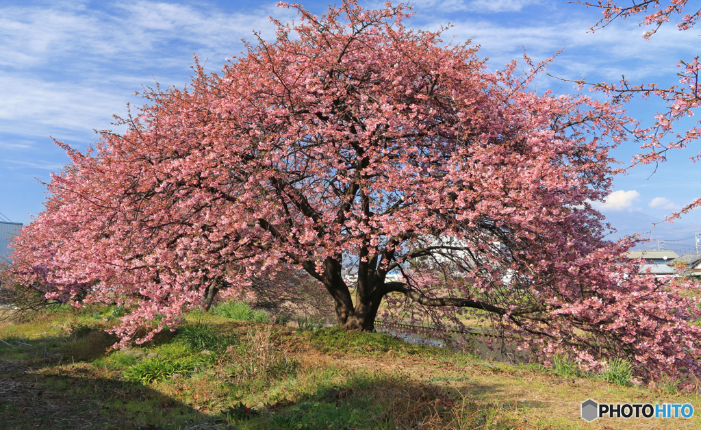 寒緋桜1本