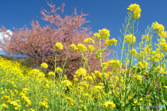 菜の花