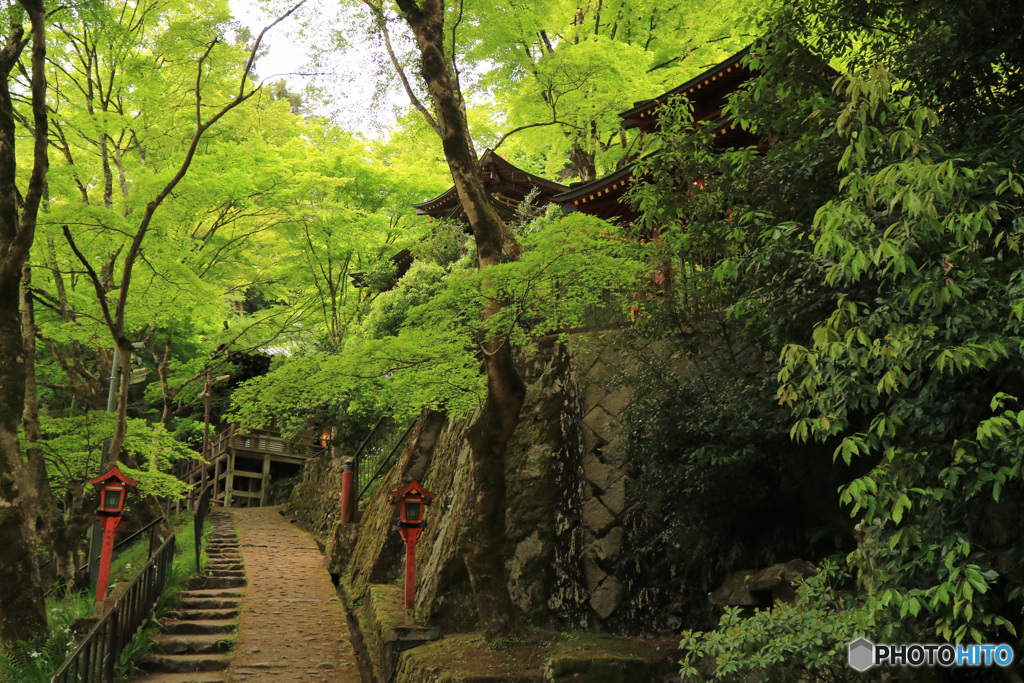 奥嵯峨野、新緑の頃 (S)