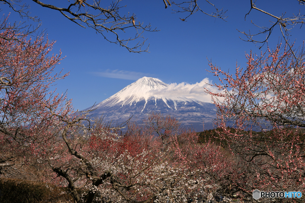 “ 富士山の日 ”に