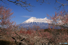 “ 富士山の日 ”に