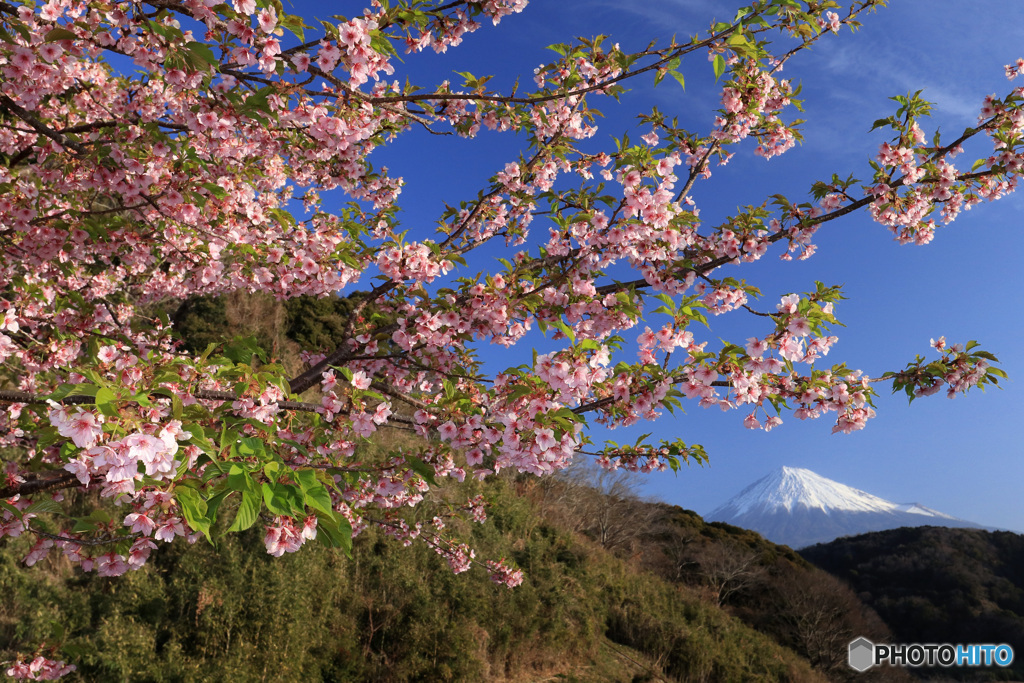 山間に咲く：富士山の日（2月23日）に