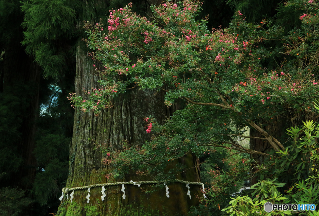村山浅間神社の大杉