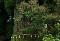 村山浅間神社の大杉