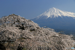 富士と競う