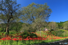 彼岸花咲く境内 (289T)