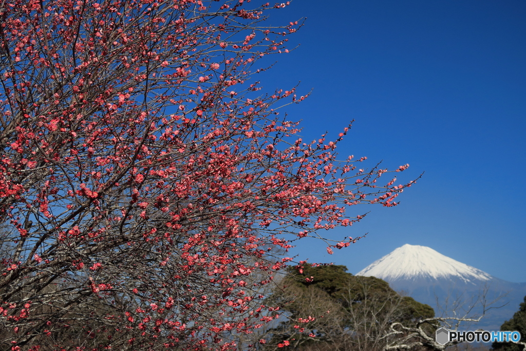 紅梅と富士