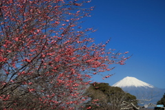 紅梅と富士