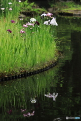 池の畔で