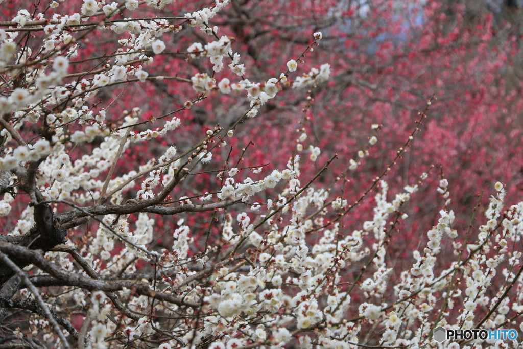 白梅咲く -2 （422T)