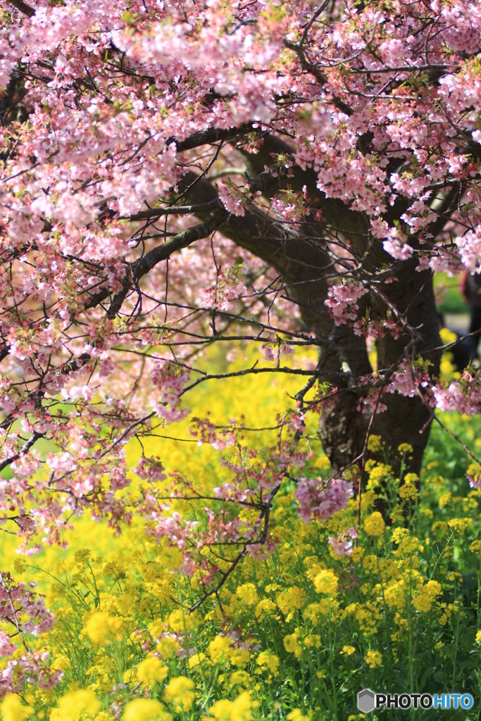 みなみの桜