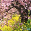 みなみの桜