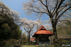 小さなお堂に桜咲く