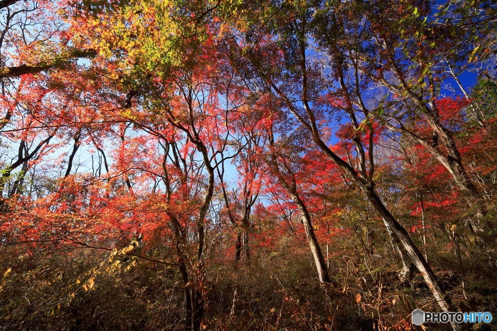 色付く頃