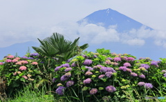 富士とアジサイ