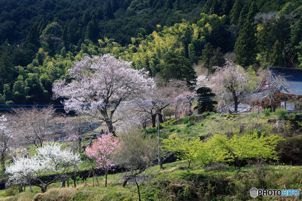 山寺に春が来た！ (339T)