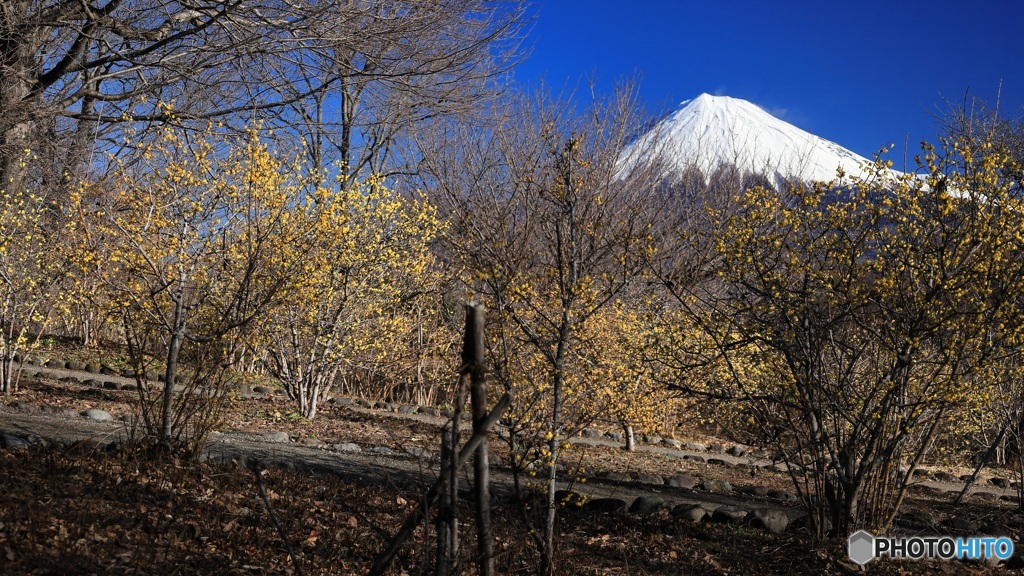 富士と蝋梅 (678T)