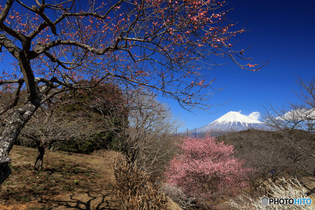 里山に咲く