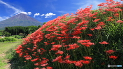 富士と彼岸花