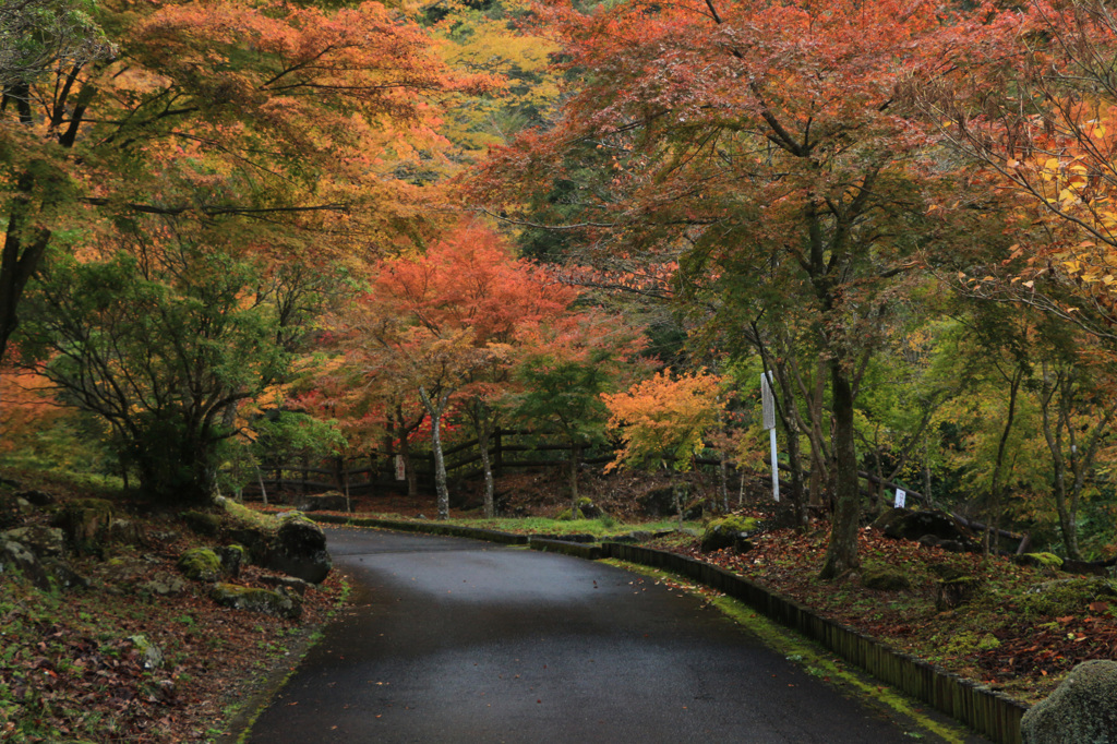 モミジの小路