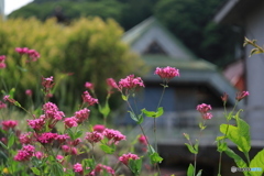 芦川村散策 -5 古民家と赤い花