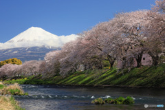 潤井川の春