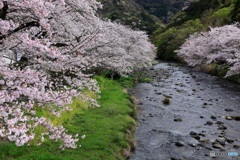 那賀川の春