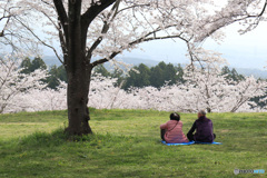 桜の下の老夫婦