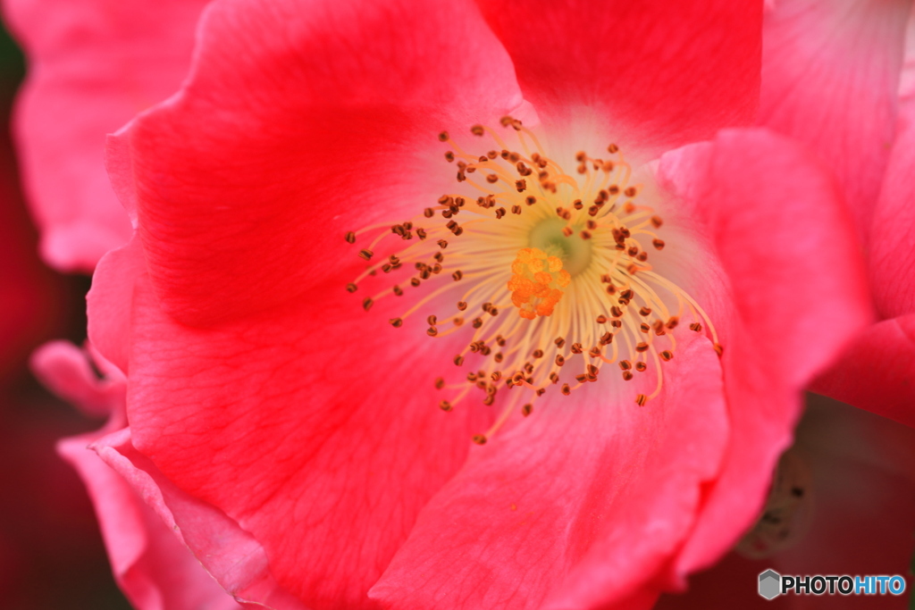 花芯