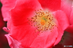 花芯