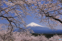 桜越しの富士