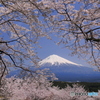 桜越しの富士